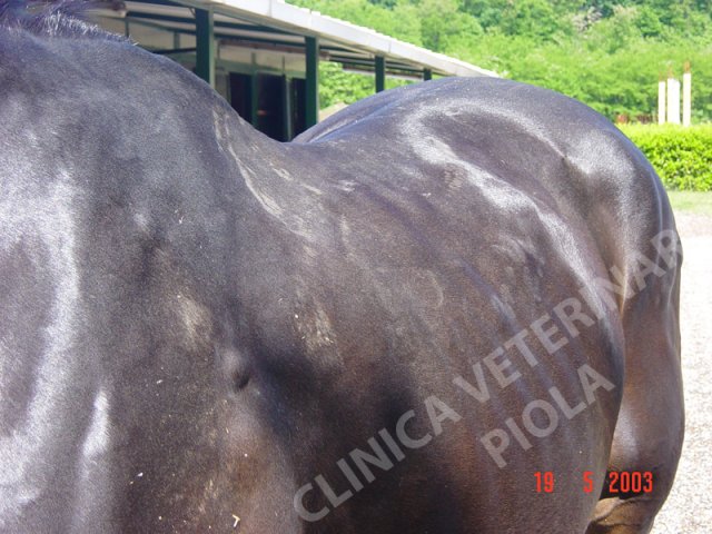 Linfosarcoma cutaneo